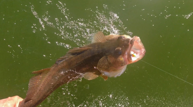 Understanding Alberta’s Walleye Population and Conservation Efforts