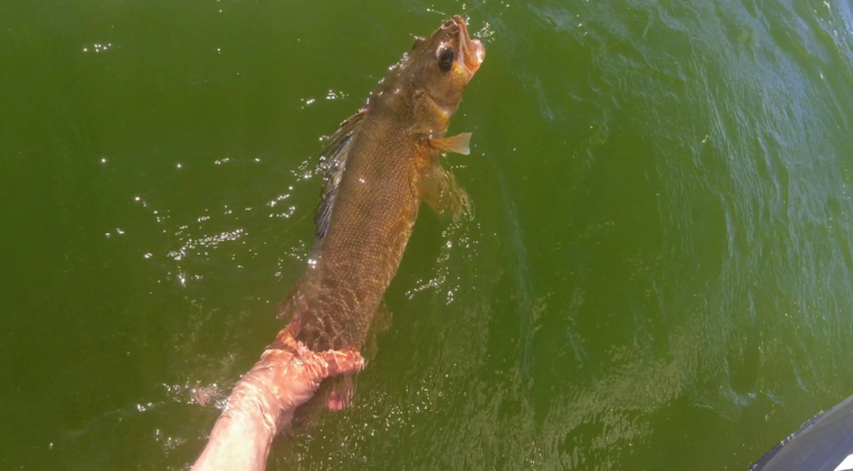 Catch & Release Done Right – Protecting Alberta’s Walleye for the Future!
