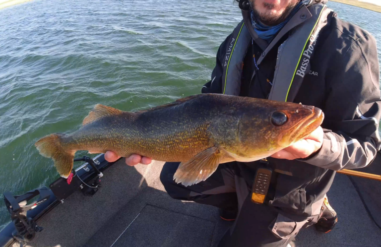 Walleye Facts – Get to Know Alberta’s Top Sportfish!