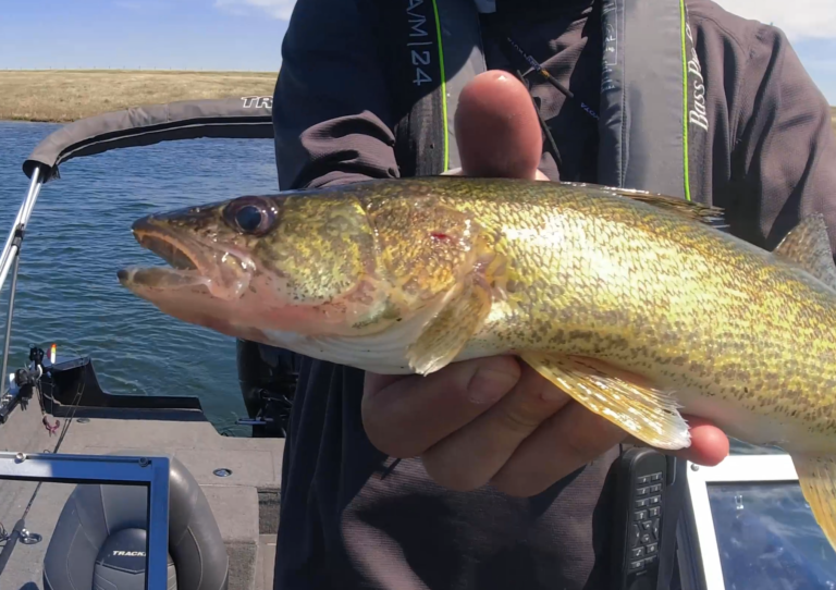 Spring Walleye – What You Need to Know!